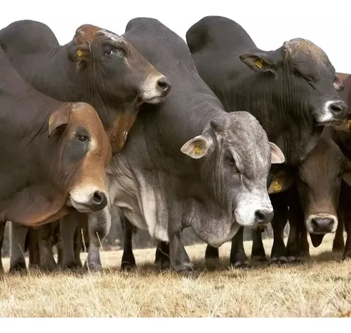 Virginiamicina + Monensina + Uréia Protegida= Engorda 10 Kg - Imagem Secundária